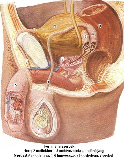 Gombaüzem és a prosztatitis kezelése adenoma ipoecogeno prostata